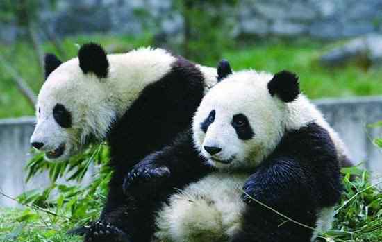 濒临灭绝的动物有哪些 中国5个国宝级动物，都濒临灭绝，有的已功能性灭绝
