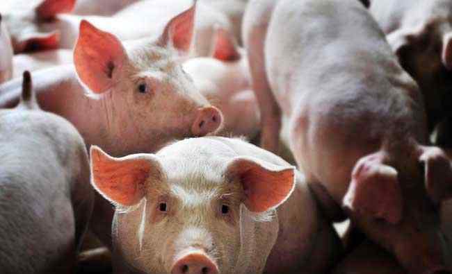 猪价钱 猪肉价格越来越高，现在养一头猪能够赚多少钱？