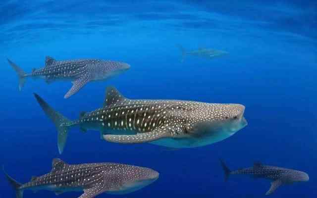 比蓝鲸重10000倍的动物 海洋里最大的鱼是哪种鱼？真的是蓝鲸吗？那你就猜错了