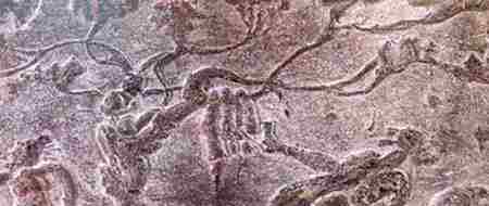 扶桑树 扶桑树是什么树 扶桑树图片 神话扶桑树传说