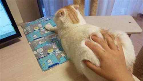 猫尿过的棉被怎么处理 凌晨2点，被猫咪尿湿被子吵醒：猫咪到处尿，是不是一种病？