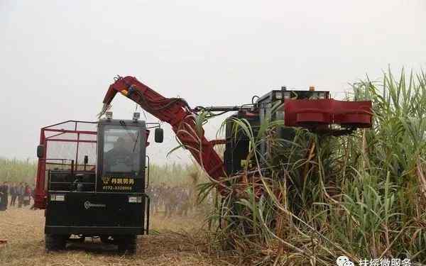甘蔗收割机 甘蔗收割机在扶绥农村广受欢迎，越南“砍蔗队”后续可能失业……