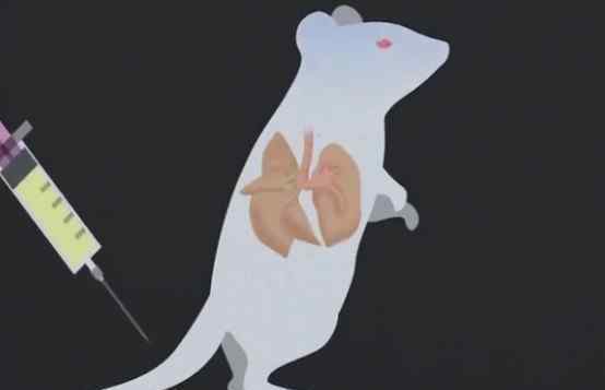 老鼠寿命 科学家成功逆转老鼠的衰老过程，人的生命真的可以永生？