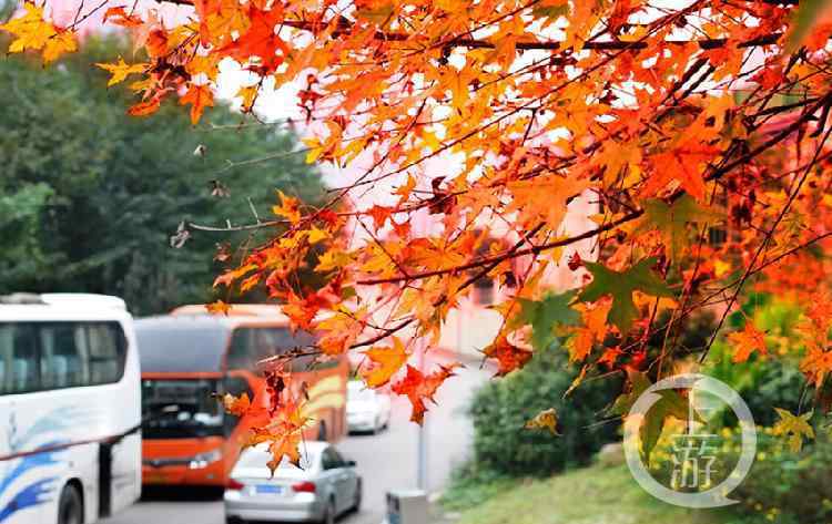 叶美景 江北城的枫叶红了 为重庆主城平添一抹红叶美景