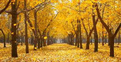 天元郊野公园 秋意浸染的北京，还有这些小众赏秋景点，比银杏大道更美！