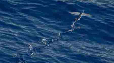 海里100种动物名字 海洋中十大速度最快的动物
