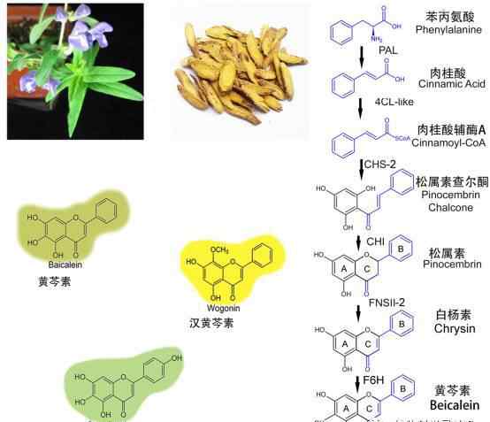 黄芩素 Mol Plant | 上海辰山植物园解析了抗癌分子黄芩素的生物合成途径