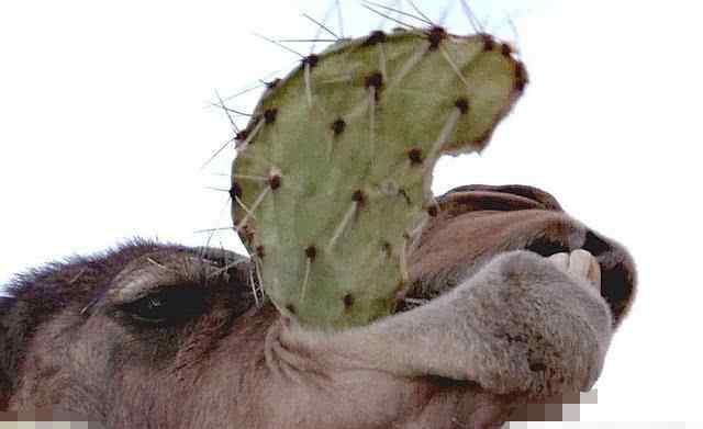 骆驼有几个胃 骆驼吃带刺的仙人掌是不是嘴巴和胃里有特殊的构造？看后涨知识了