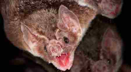 蝙蝠喝人血吗 吸血蝙蝠真的存在吗 吸血蝙蝠吸人血吗