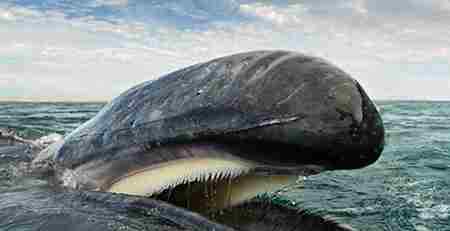 鲸鱼叫声 鲸的叫声为什么那么悲伤