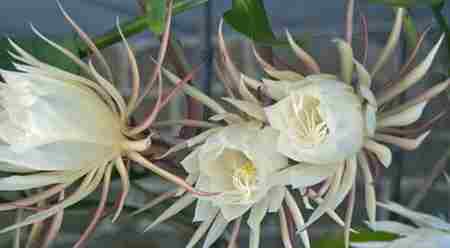 婆罗花 世界十种不同寻常的植物