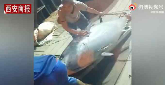 三亚渔民捕700斤金枪鱼卖出10万元 买家：腰围近2米 太少见了！