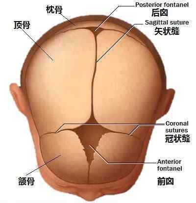 婴儿头顶囟门多久闭合 宝宝囟门闭合早晚问题不大，但颅缝闭合早了不行哦