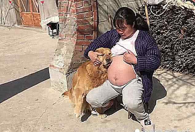 狗胎儿在肚子位置图片 主人怀孕后，坐在门口晒肚子，狗狗靠上来后，做出暖心举动