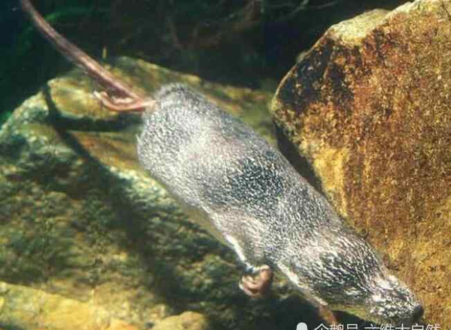 水耗子 被称为水老鼠的水鼩鼱，长得像老鼠并不属于鼠，是稀有级保护动物