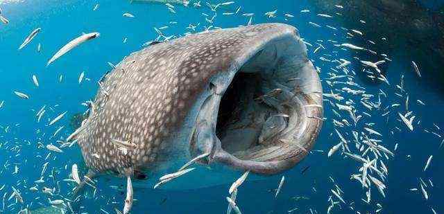 比蓝鲸重10000倍的动物 海洋里最大的鱼是哪种鱼？真的是蓝鲸吗？那你就猜错了