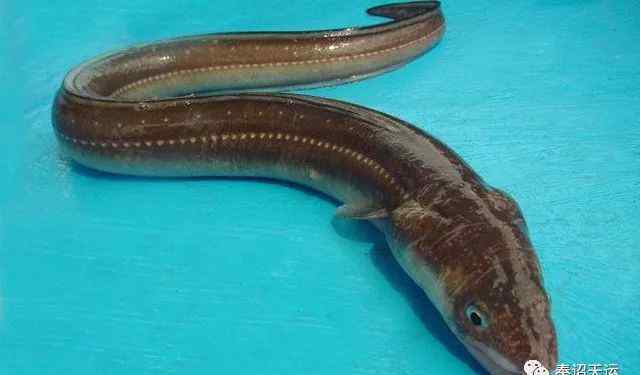 七星鳗 星鳗，藏在深海中的绝世美食！