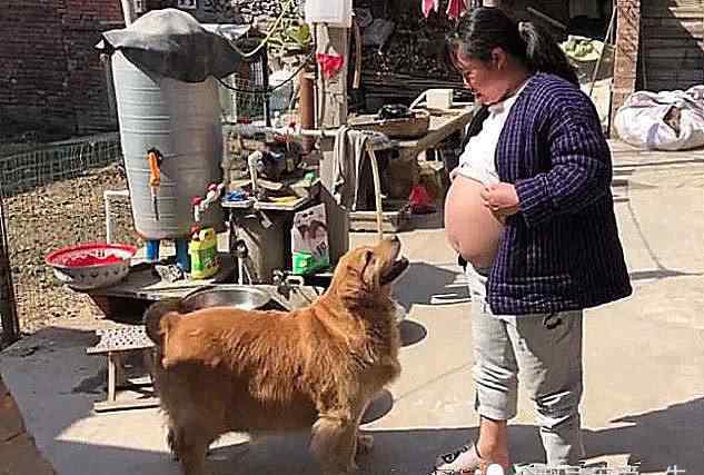 狗胎儿在肚子位置图片 主人怀孕后，坐在门口晒肚子，狗狗靠上来后，做出暖心举动