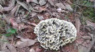 绣球菌卖多少钱一斤 在云南深山里，有一种外形像绣球的食用菌，野生一公斤能卖一千元