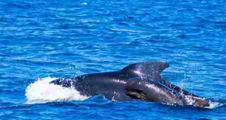海里100种动物名字 海洋中十大速度最快的动物