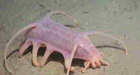 水滴鱼图片 外表恐怖的水下动物世界 图片