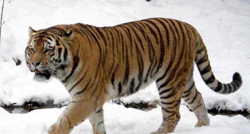 东北虎体重 为什么东北虎体型比孟加拉虎大，但打不过孟加拉虎？