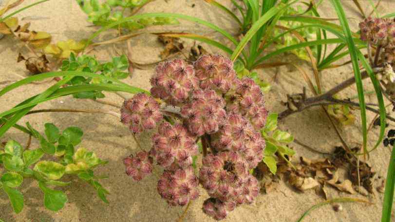 银条是什么植物 国家Ⅱ级珍稀濒危珍稀植物：珊瑚菜