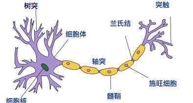 神经元的功能 什么是神经元？神经元是怎样的结构？神经元的作用是什么？