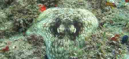 幽威 地球上最聪明的动物“伪装者”章鱼