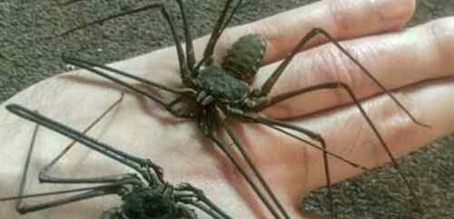 鞭蛛 世界上最丑的蜘蛛