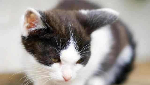 小喵骨头 猫咪患上佝偻病，骨骼变形、步履蹒跚，该如何照看患病猫？