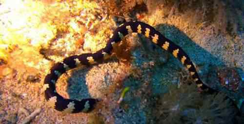 裂颊海蛇 世界上最毒的毒蛇图片
