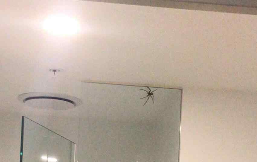 千万别在房间里打蜘蛛 为什么千万别在房间里打蜘蛛，蜘蛛怕什么气味和东西？
