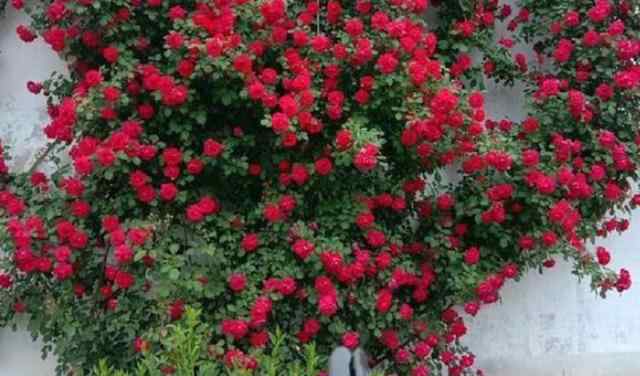 红木香花图片 室内盆栽花就选红木香，香味堪称“十里飘香”，比绿萝好养
