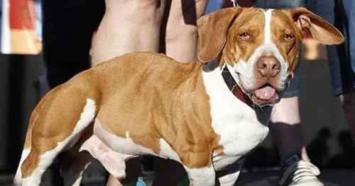 丑狗 世界上最丑陋的9只狗