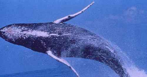 比蓝鲸重10000倍的动物 有比蓝鲸大一亿倍的生物吗