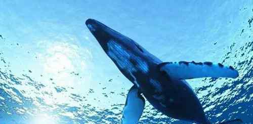 比蓝鲸重10000倍的动物 有比蓝鲸大一亿倍的生物吗