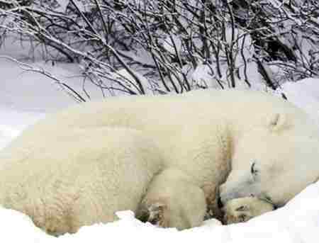 动物冬眠 动物冬眠之谜