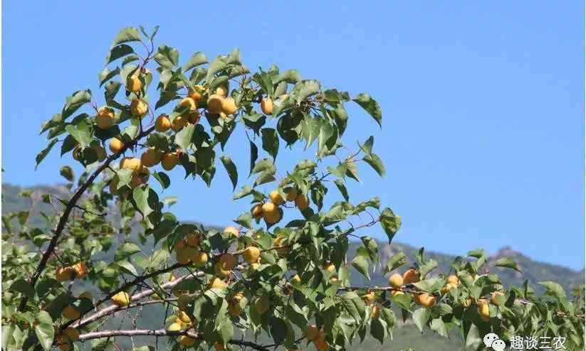 杏树修剪五原则 杏树被列为五大果树之一，每个时期的不同整理和修剪任务有哪些？