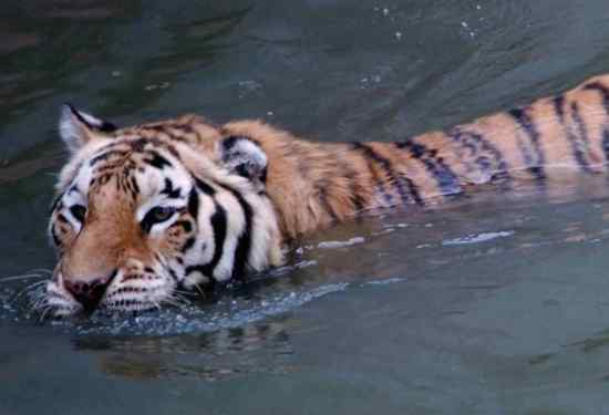 狮子会游泳吗 动物冷知识合集：老虎、狮子是会游泳的，小龙虾会把自己的壳吃掉？