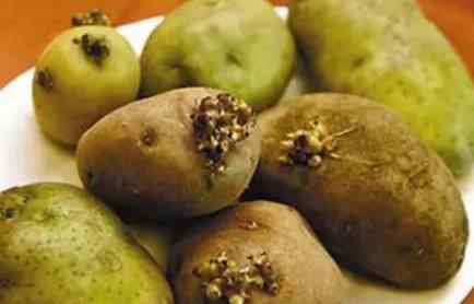 绿土豆能吃吗 表皮光滑，却显“绿斑”！这样的土豆还能吃吗？