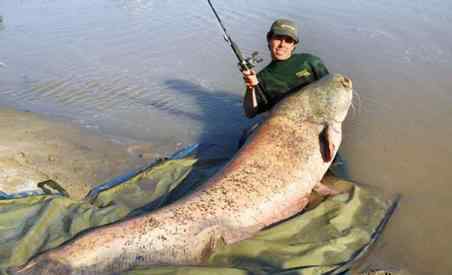 钓到鱼的图片 中国钓鱼钓到最大的鱼图，钓鱼钓100斤鲤鱼视频