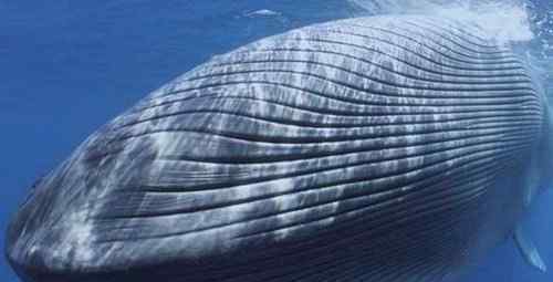 比蓝鲸大十倍的怪物 有比蓝鲸大一亿倍的生物吗