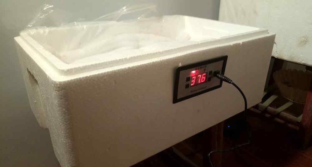 水床孵化器孵蛋教程 如何孵化鹌鹑蛋？水床孵化器孵化鹌鹑蛋的步骤及技巧