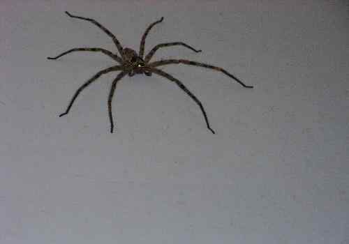 晚上看见蜘蛛的预兆 晚上看见大蜘蛛的预兆是什么？家里的蜘蛛能不能打死
