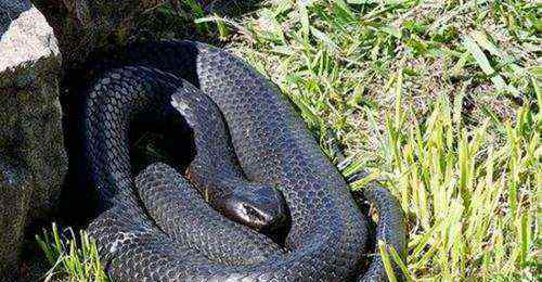 最长的蛇 世界上最长毒蛇排名