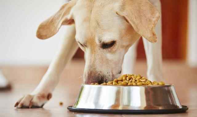狗狗不进食肚子咕咕叫 狗狗吃完肚子咕噜响，是又饿了？伴随这一症状，就是急性肠胃炎