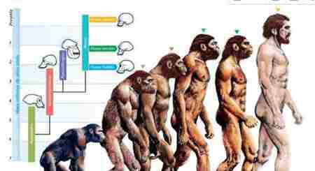 人类的进化 人类从何而来 人类不是进化来的？