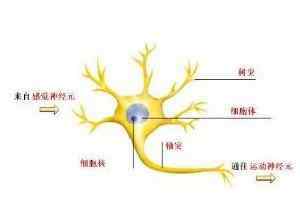 神经元结构 什么是神经元？神经元是怎样的结构？神经元的作用是什么？