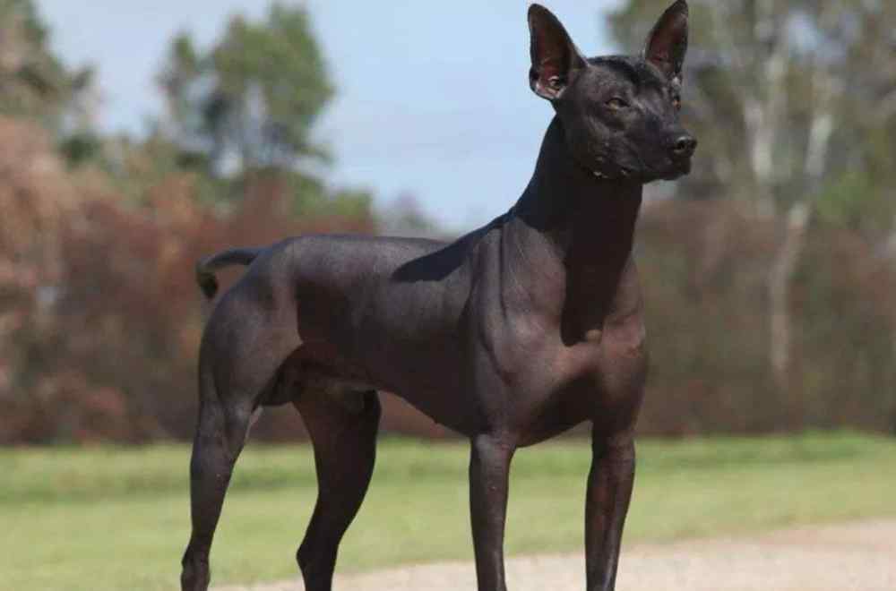奥达猎犬 世界上最“稀有”的4个犬种，被视为珍宝，其中一种最少时只有11只